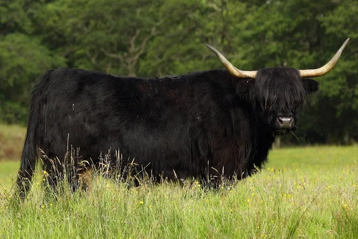 Black Highland Coo Plush Toy